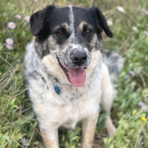 Ehlora, an adoptable Mixed Breed in Moab, UT, 84532 | Photo Image 1