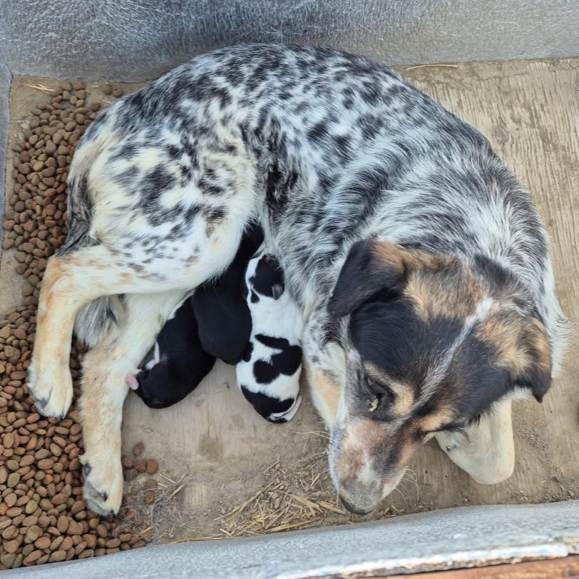 Ehlora, an adoptable Mixed Breed in Moab, UT, 84532 | Photo Image 2