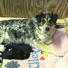 Ehlora, an adoptable Mixed Breed in Moab, UT, 84532 | Photo Image 3