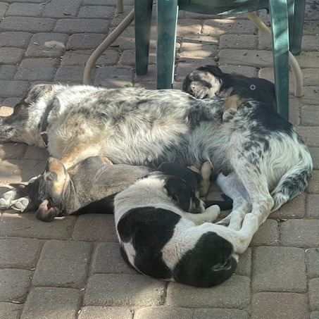 Ehlora, an adoptable Mixed Breed in Moab, UT, 84532 | Photo Image 4