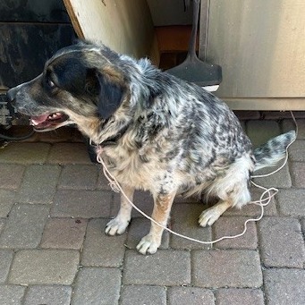 Ehlora, an adoptable Mixed Breed in Moab, UT, 84532 | Photo Image 5