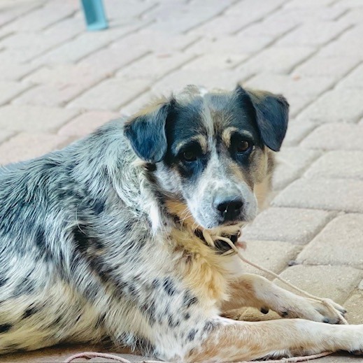 Ehlora, an adoptable Mixed Breed in Moab, UT, 84532 | Photo Image 6