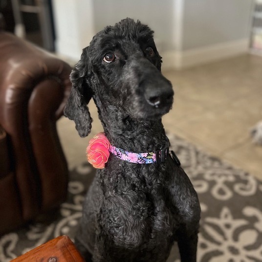 Pepper Anne