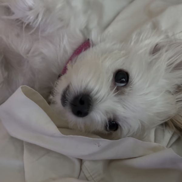 Sweet Biscuit