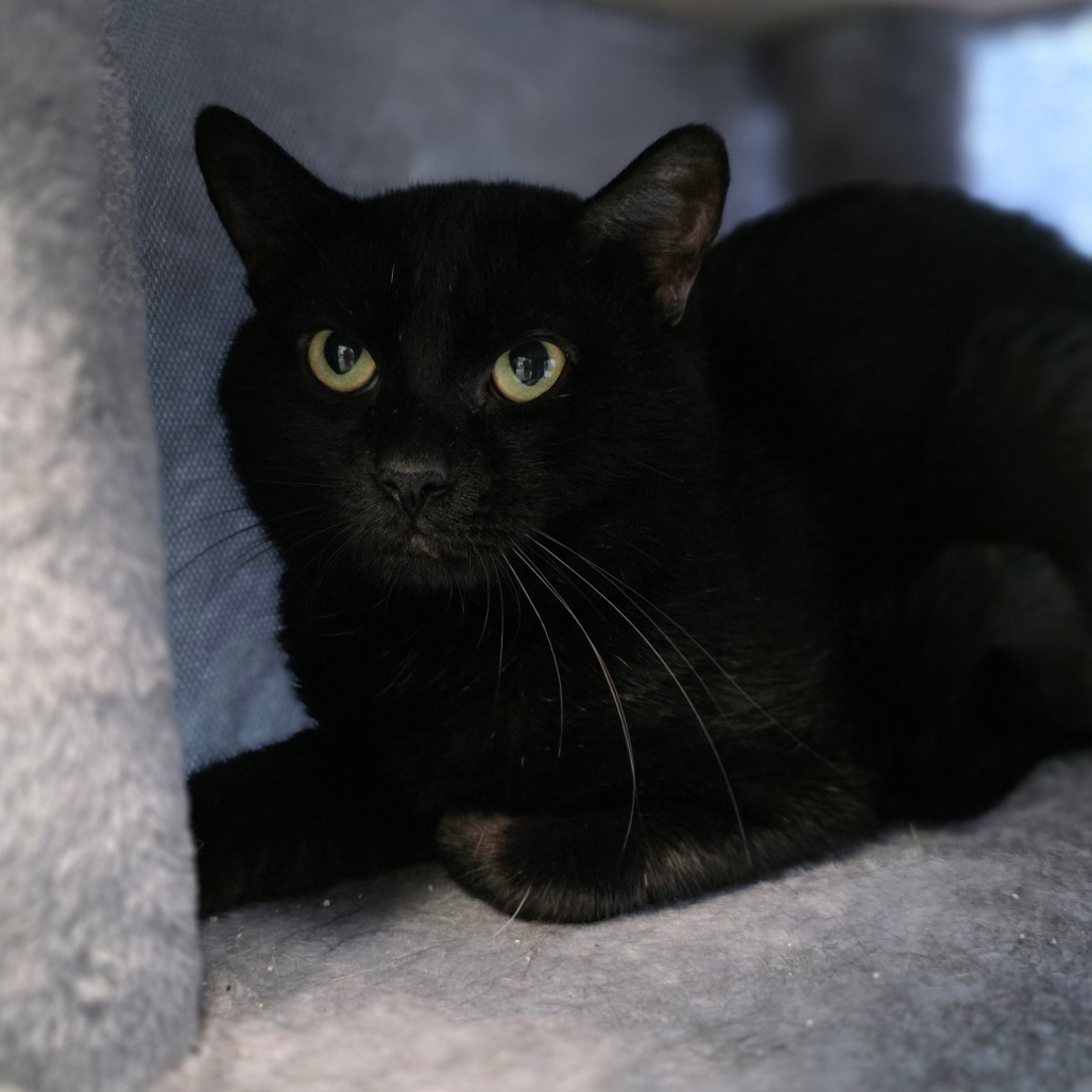 Fuzzball, an adoptable Domestic Short Hair in Abilene, TX, 79602 | Photo Image 2