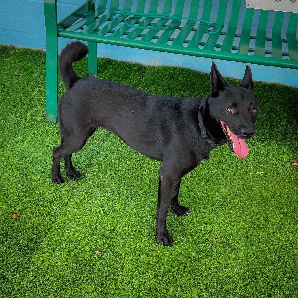 Bella 25-08-147, an adoptable Schipperke, Chihuahua in Bastrop, TX, 78602 | Photo Image 1