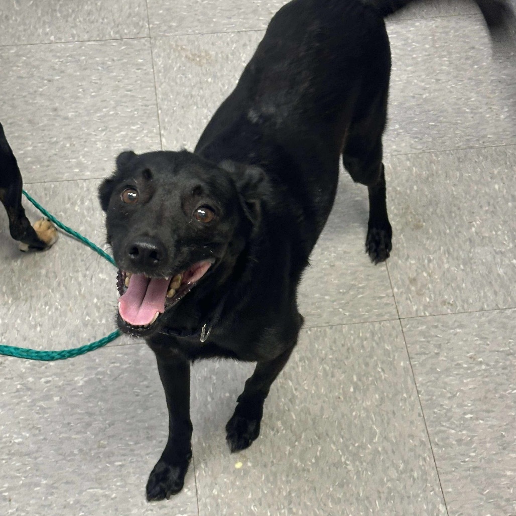 Bella 25-08-147, an adoptable Schipperke, Chihuahua in Bastrop, TX, 78602 | Photo Image 2