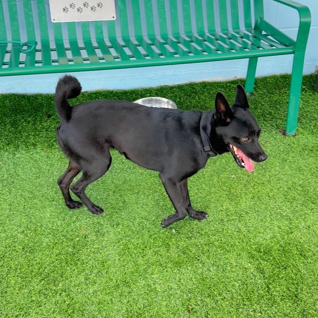 Bella 25-08-147, an adoptable Schipperke, Chihuahua in Bastrop, TX, 78602 | Photo Image 4