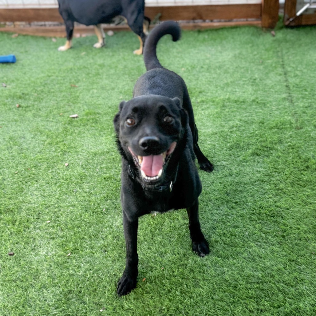 Bella 25-08-147, an adoptable Schipperke, Chihuahua in Bastrop, TX, 78602 | Photo Image 5