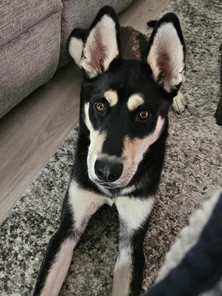 SCOOBY