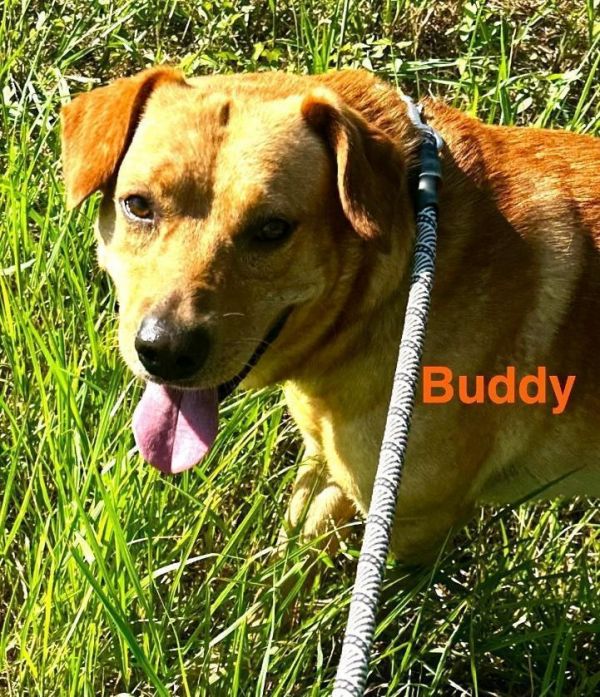 Buddy Oak