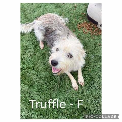 Truffle
