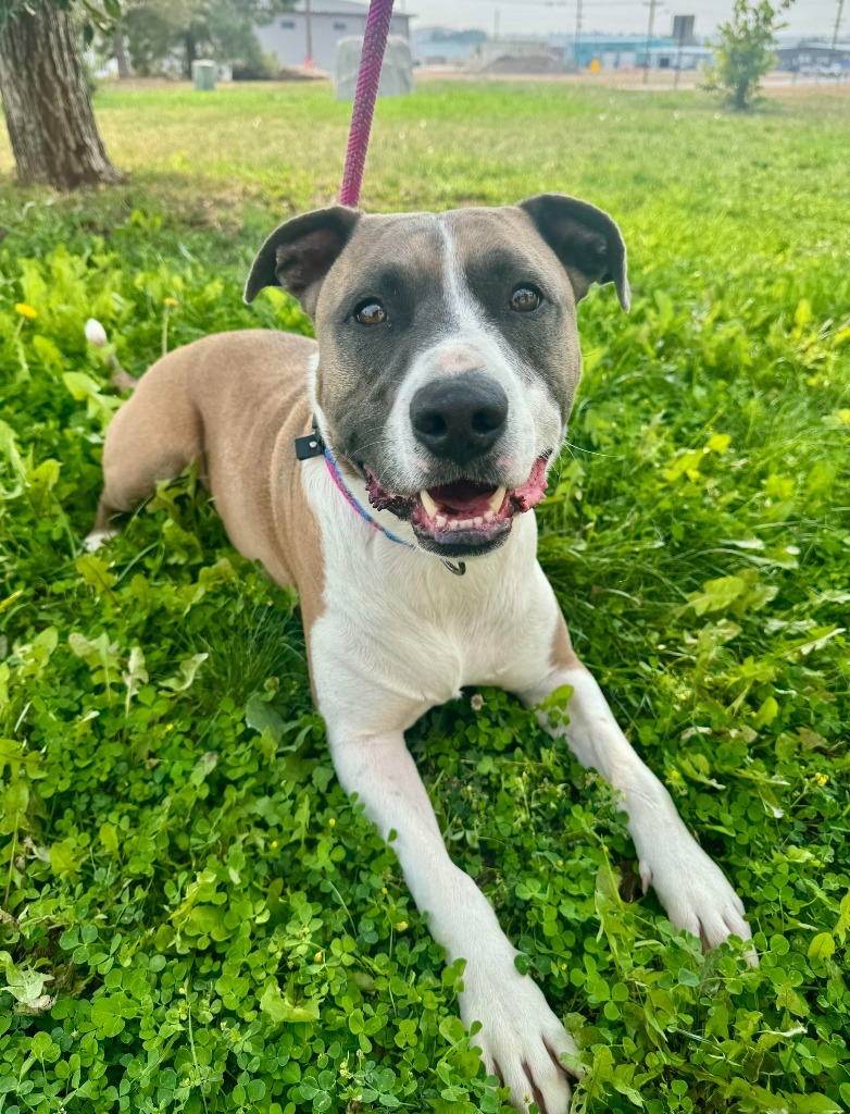 Blu, an adoptable Pit Bull Terrier, Labrador Retriever in Gillette, WY, 82716 | Photo Image 1