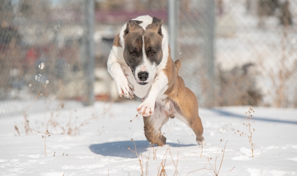 Blu, an adoptable Pit Bull Terrier, Labrador Retriever in Gillette, WY, 82716 | Photo Image 6