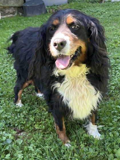 Sadie