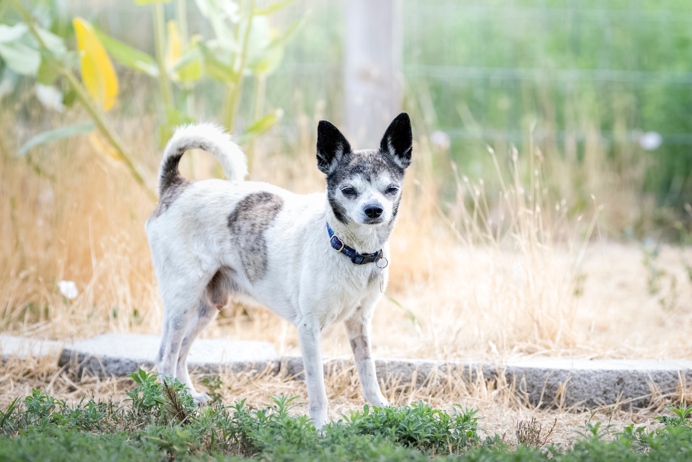 Truffles, an adoptable Chihuahua in Twin Falls, ID, 83301 | Photo Image 1