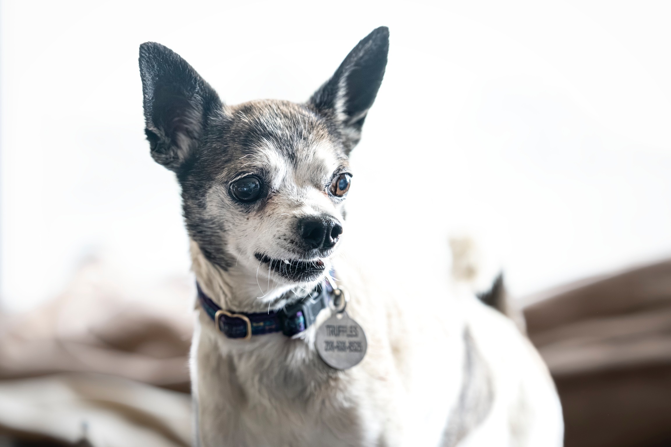 Truffles, an adoptable Chihuahua in Twin Falls, ID, 83301 | Photo Image 2