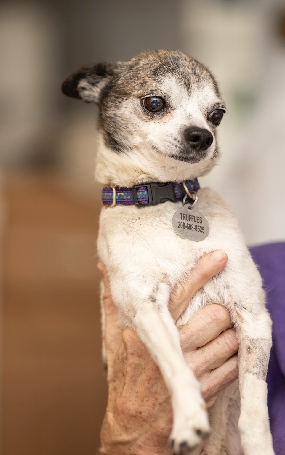 Truffles, an adoptable Chihuahua in Twin Falls, ID, 83301 | Photo Image 3