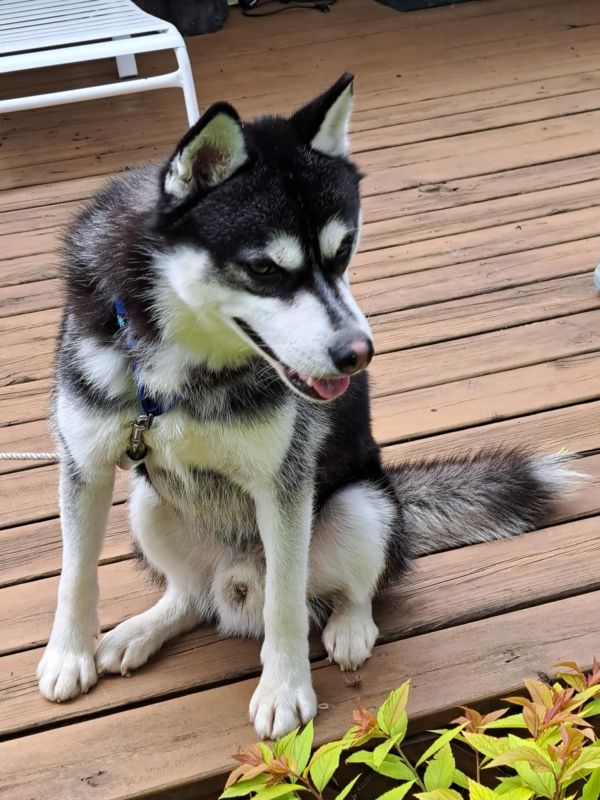 Nikko