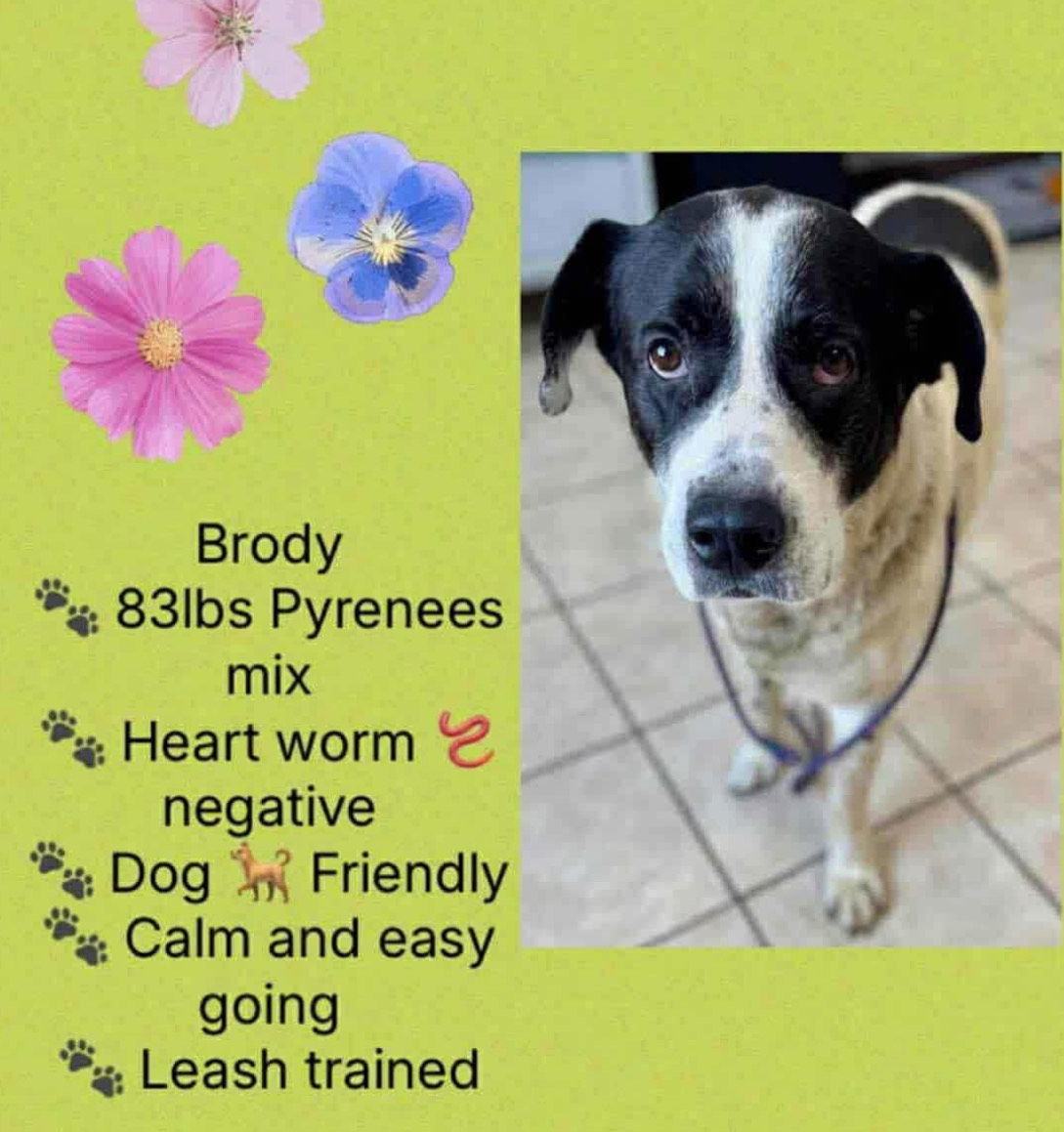 BRODY