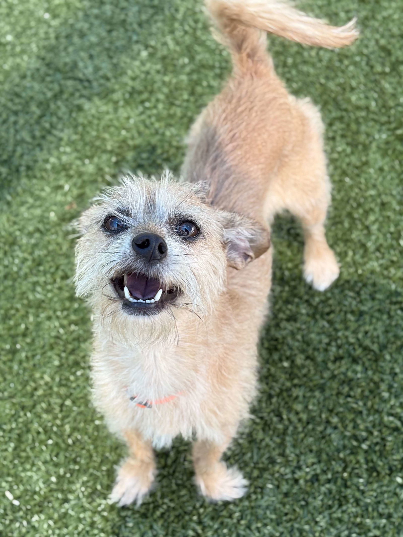 COCO