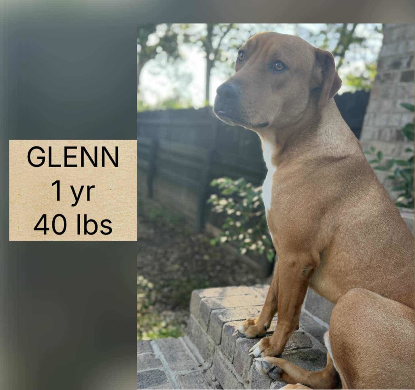 GLENN