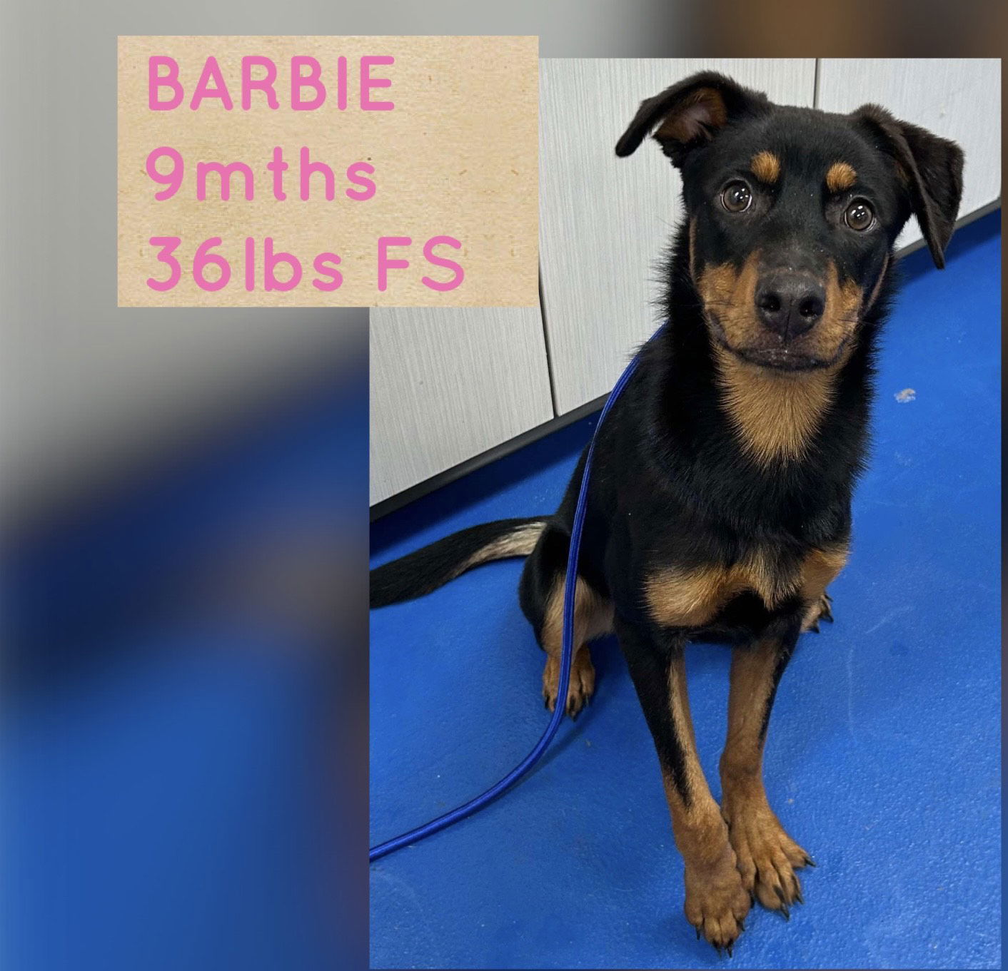 BARBIE