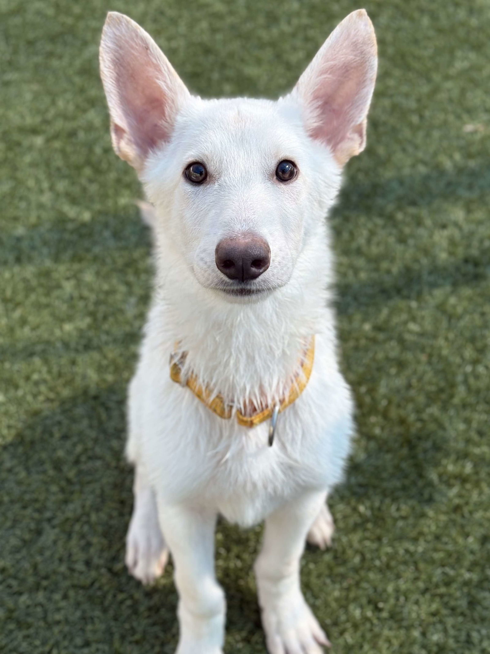 LUCAS (puppy)