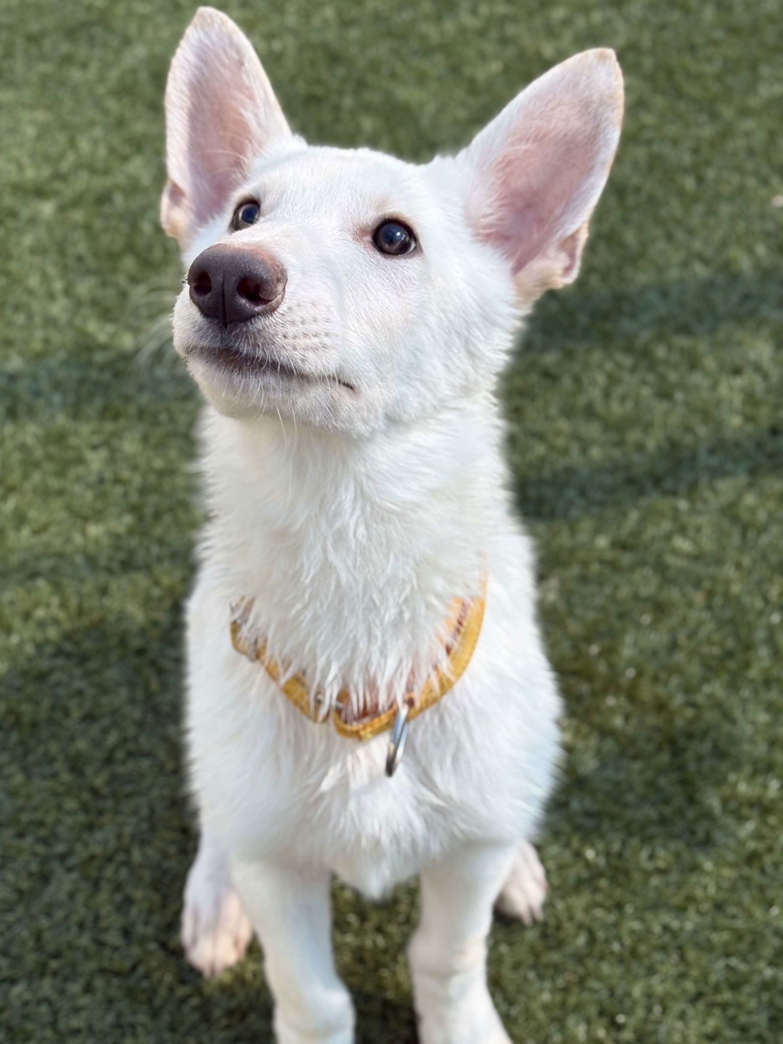 LUCAS (puppy)