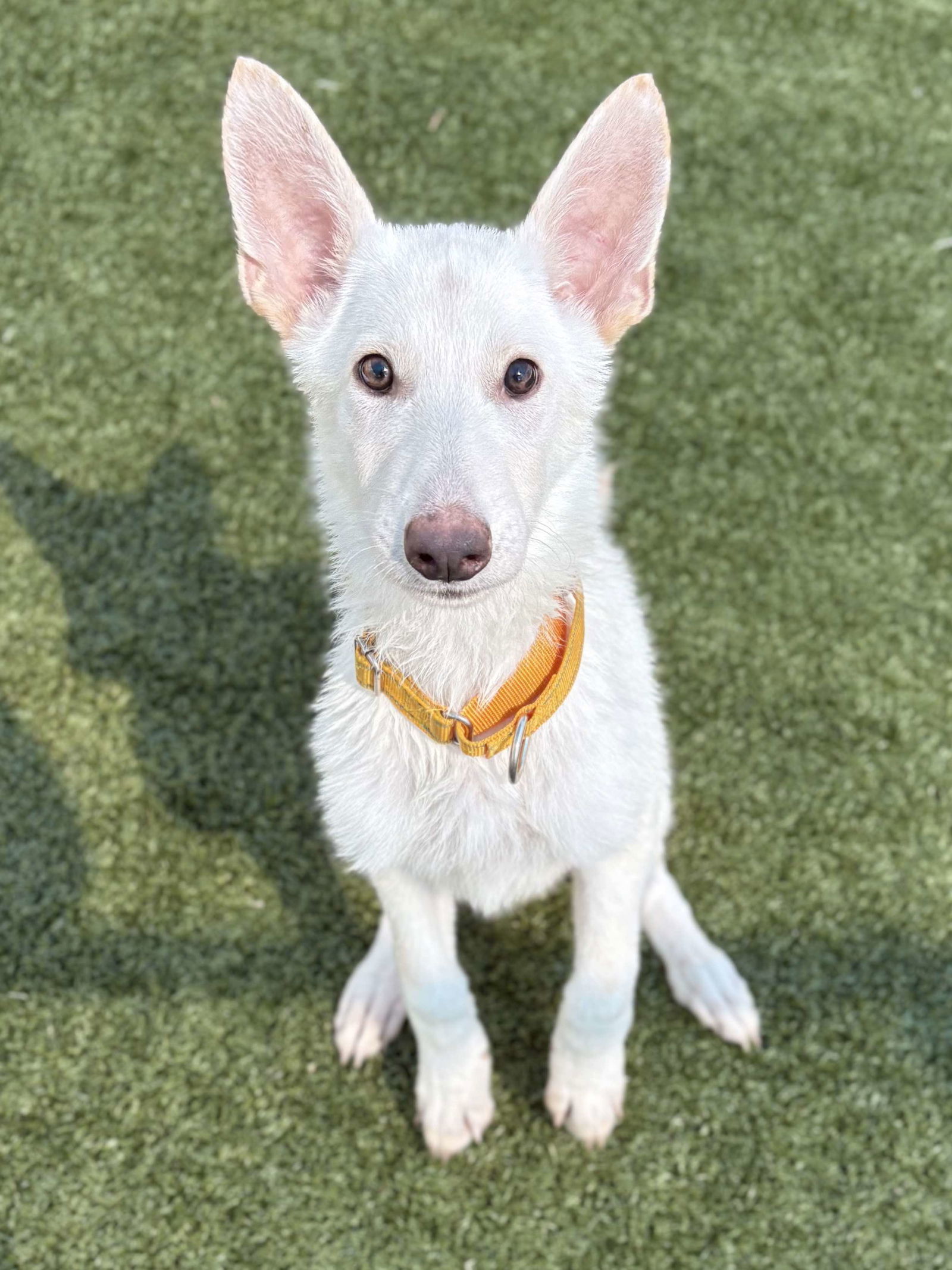 LUCAS (puppy)