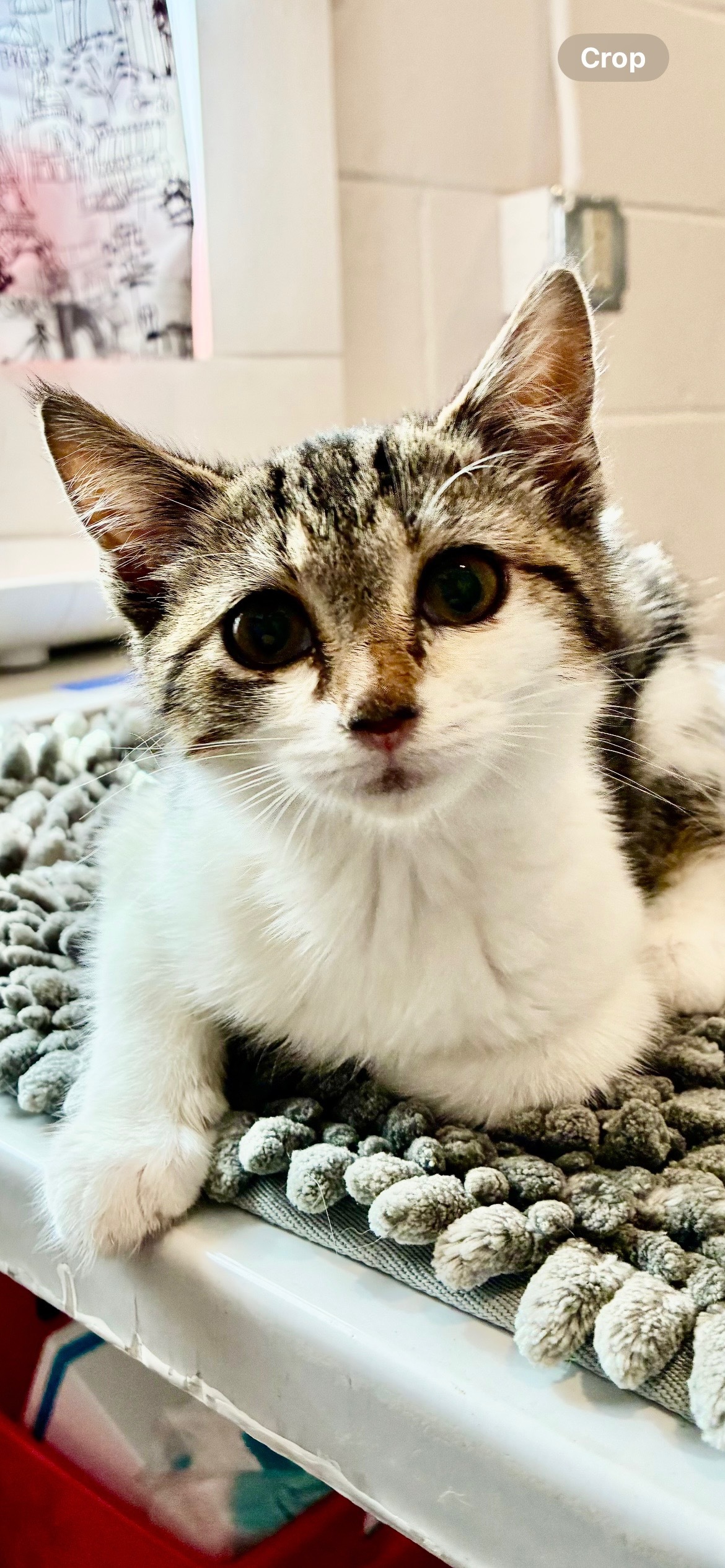 Polly, an adoptable Domestic Short Hair in Dillon, MT, 59725 | Photo Image 1