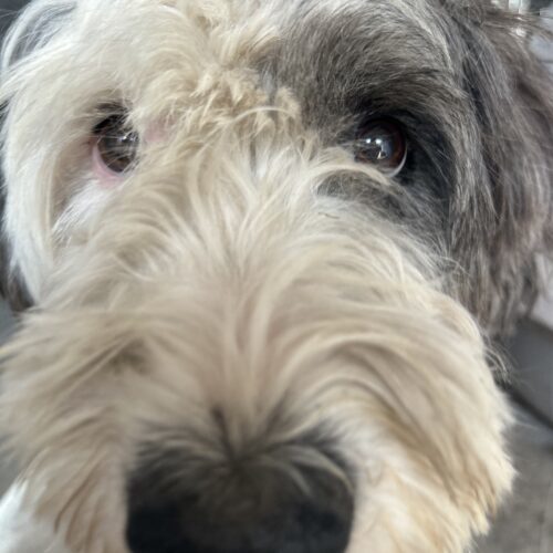 Sasha, an adoptable Old English Sheepdog in Dillon, MT, 59725 | Photo Image 2