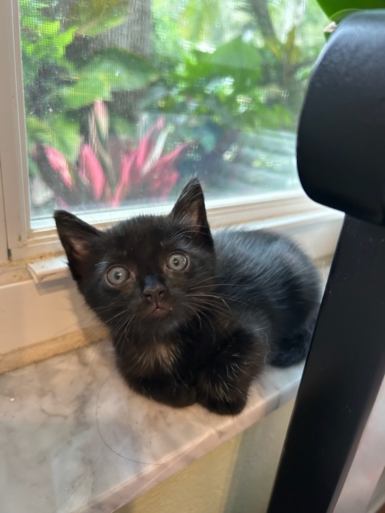 Pixie