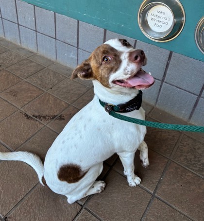 Kala, an adoptable Terrier, Mixed Breed in Honolulu, HI, 96826 | Photo Image 1