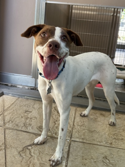 Kala, an adoptable Terrier, Mixed Breed in Honolulu, HI, 96826 | Photo Image 1