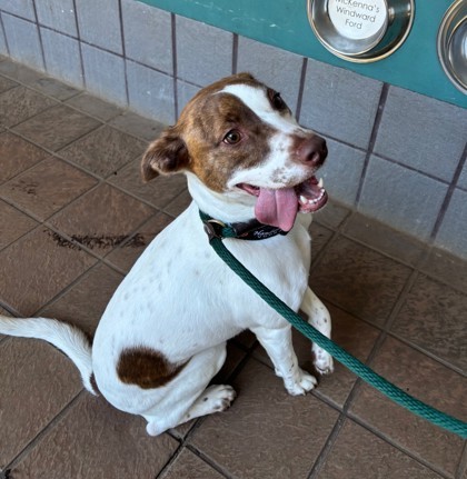 Kala, an adoptable Terrier, Mixed Breed in Honolulu, HI, 96826 | Photo Image 2