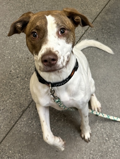 Kala, an adoptable Terrier, Mixed Breed in Honolulu, HI, 96826 | Photo Image 3