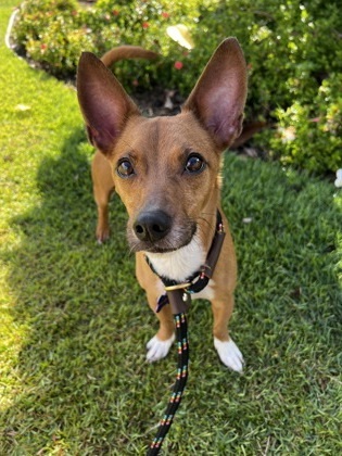 Kai, an adoptable German Pinscher, Basenji in Honolulu, HI, 96826 | Photo Image 1