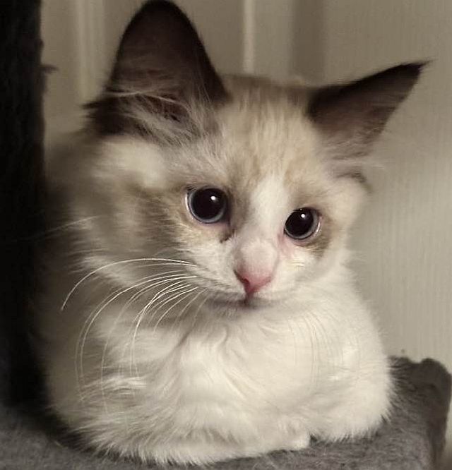 LOLLIE, an adoptable Balinese in Powder Springs, GA, 30127 | Photo Image 1