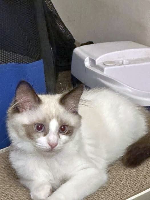LOLLIE, an adoptable Balinese in Powder Springs, GA, 30127 | Photo Image 2