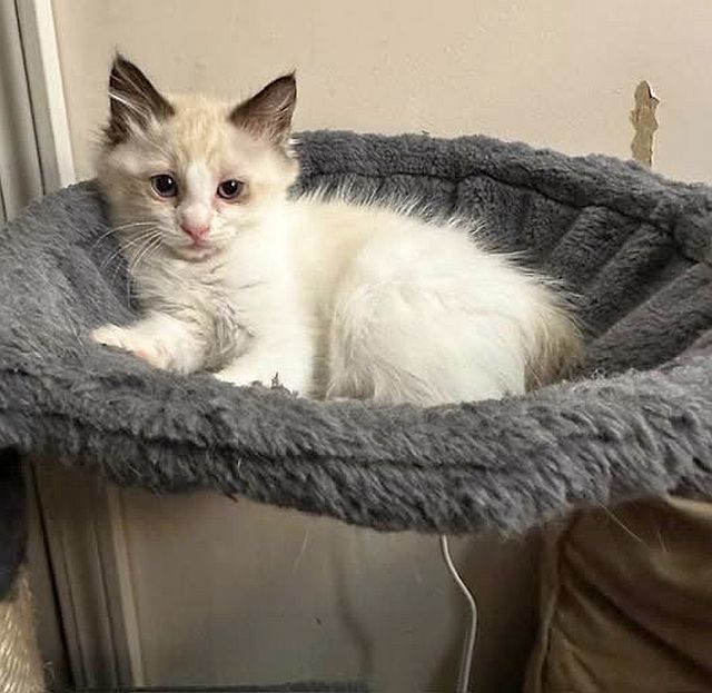 LOLLIE, an adoptable Balinese in Powder Springs, GA, 30127 | Photo Image 3
