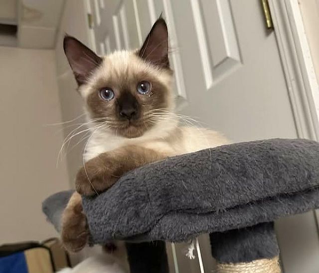 DYLAN, an adoptable Balinese in Powder Springs, GA, 30127 | Photo Image 1