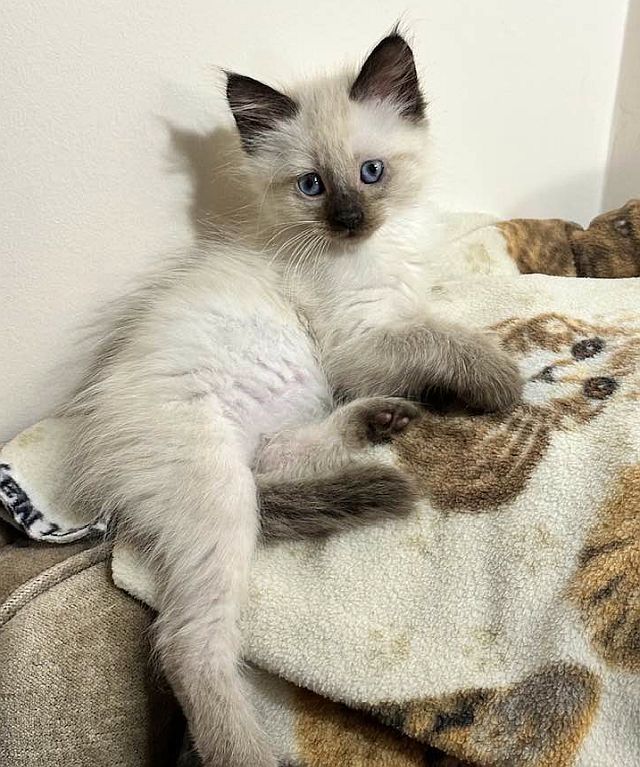 DYLAN, an adoptable Balinese in Powder Springs, GA, 30127 | Photo Image 2