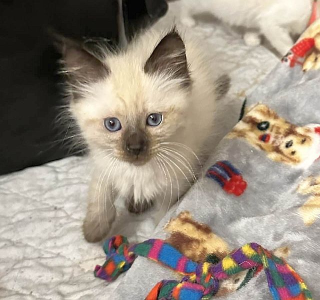 DYLAN, an adoptable Balinese in Powder Springs, GA, 30127 | Photo Image 3