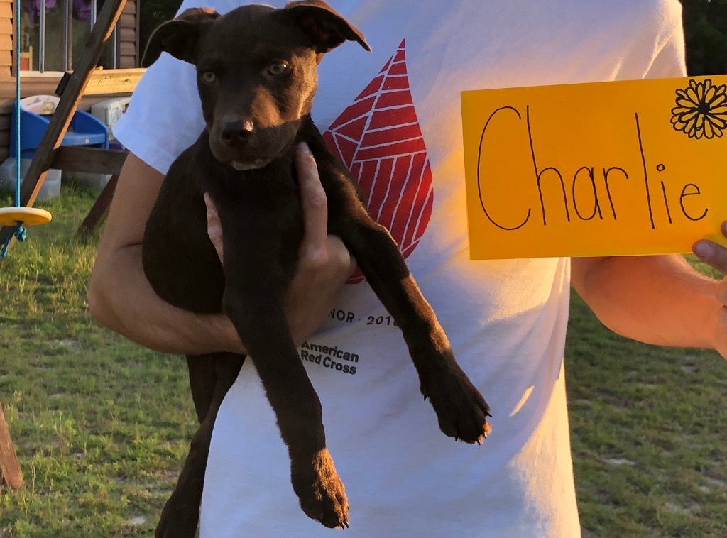 Charlie (Fritz x 7)