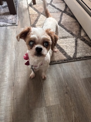 Zoe, an adoptable Shih Tzu, Mixed Breed in Gwinn, MI, 49841 | Photo Image 1