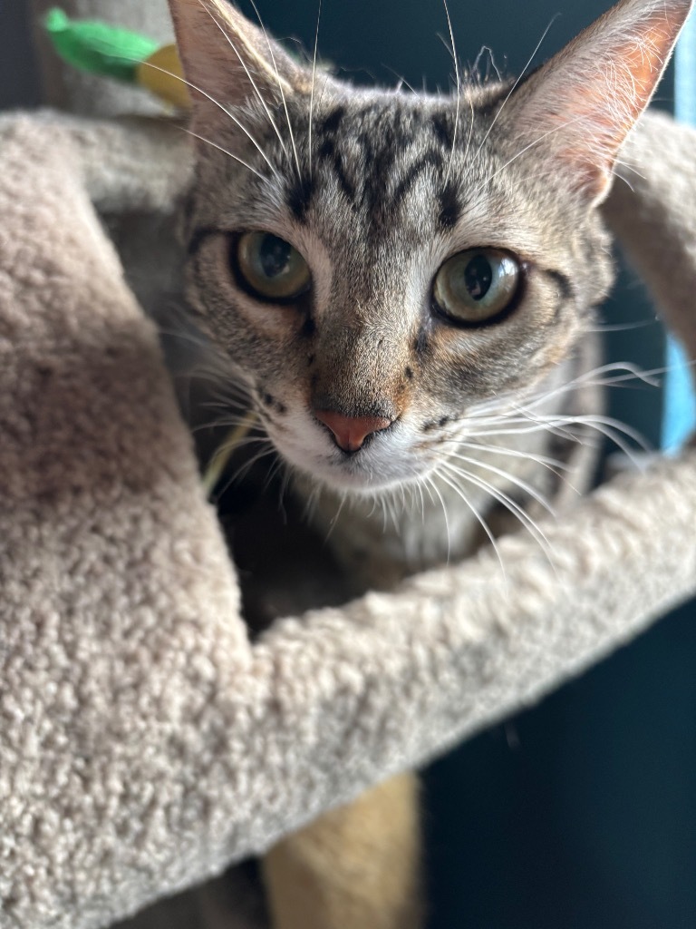 Sprouts, an adoptable Domestic Short Hair in Fort Lupton, CO, 80621 | Photo Image 1
