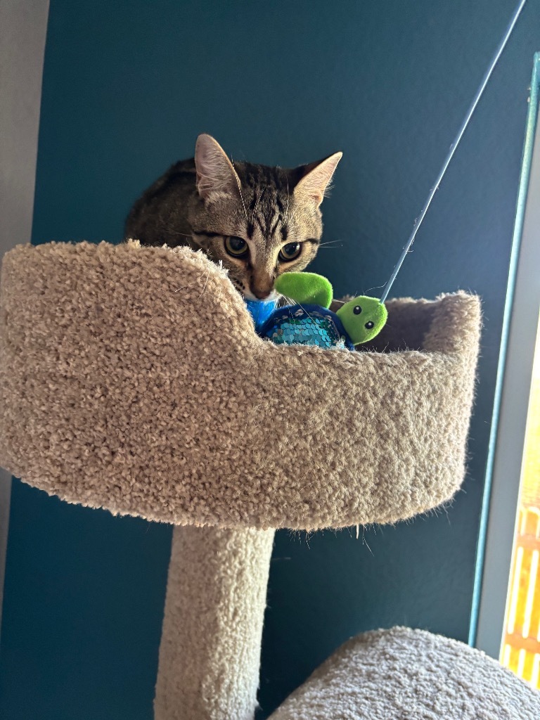 Sprouts, an adoptable Domestic Short Hair in Fort Lupton, CO, 80621 | Photo Image 2