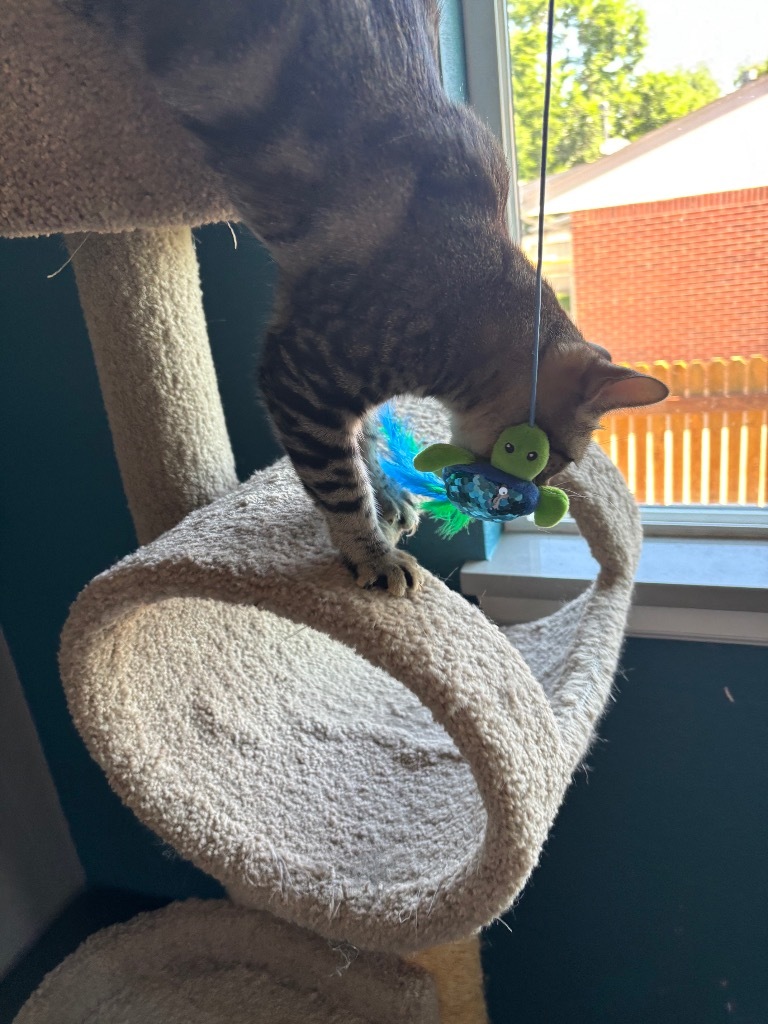 Sprouts, an adoptable Domestic Short Hair in Fort Lupton, CO, 80621 | Photo Image 3