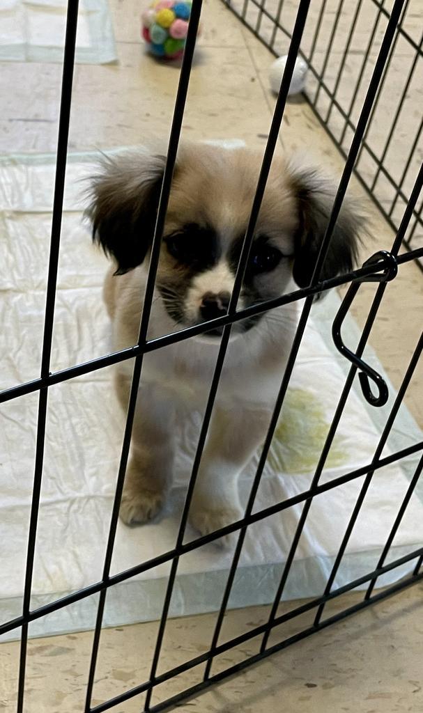 Frankie